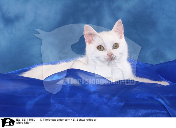 weies Ktzchen / white kitten / SS-11680