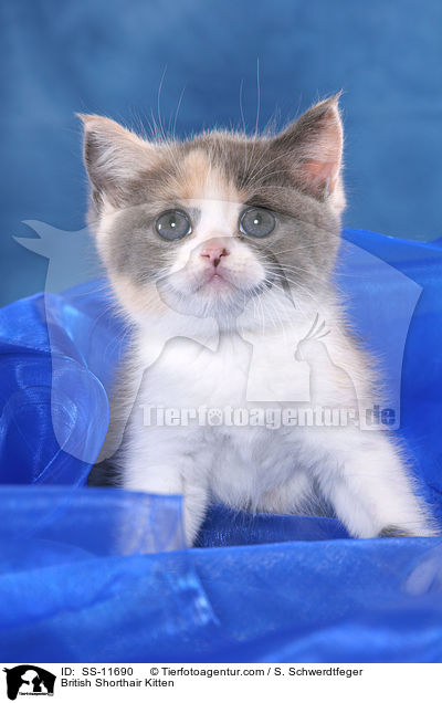 Britisch Kurzhaar Ktzchen / British Shorthair Kitten / SS-11690