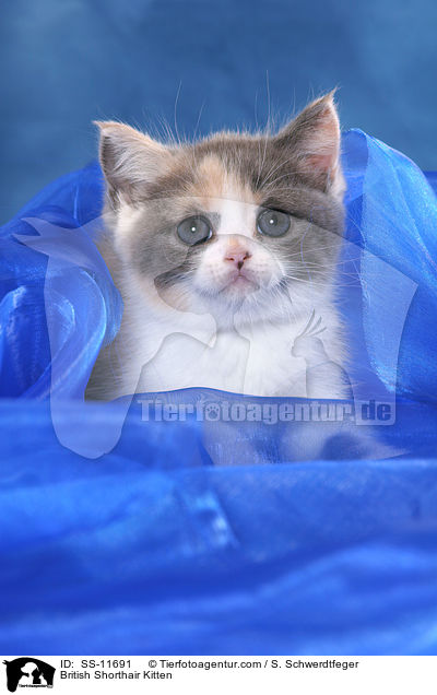 Britisch Kurzhaar Ktzchen / British Shorthair Kitten / SS-11691