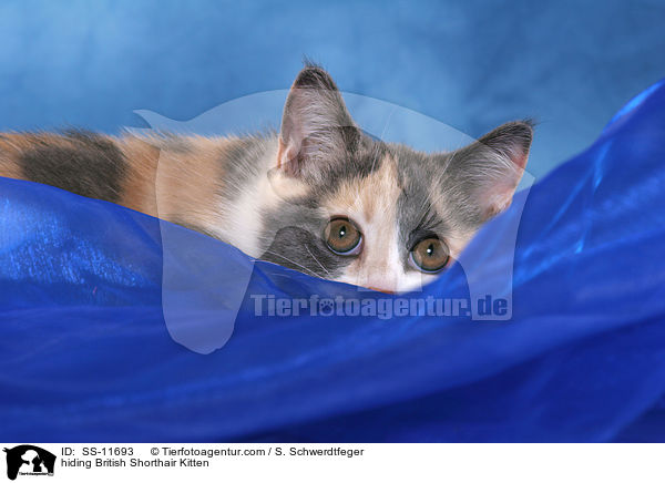 hiding British Shorthair Kitten / SS-11693