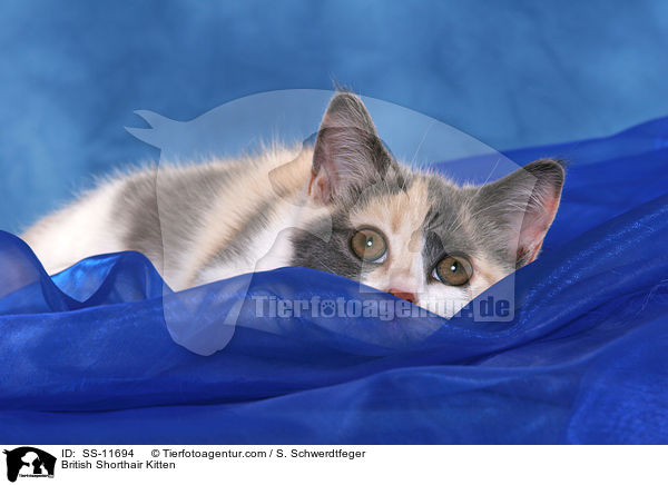 British Shorthair Kitten / SS-11694