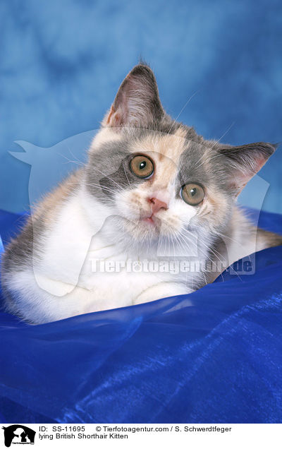 liegendes Britisch Kurzhaar Ktzchen / lying British Shorthair Kitten / SS-11695