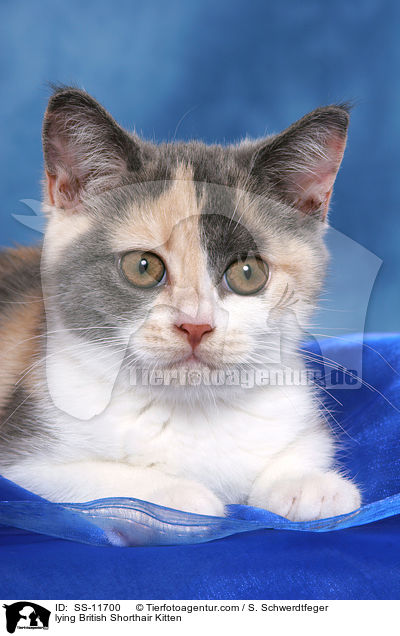 lying British Shorthair Kitten / SS-11700