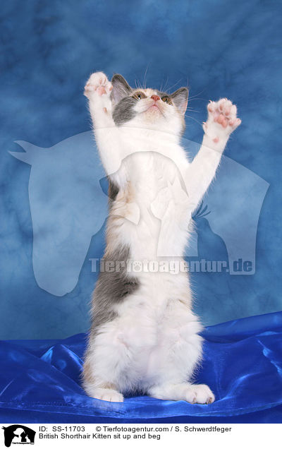 British Shorthair Kitten sit up and beg / SS-11703