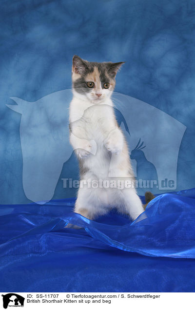 British Shorthair Kitten sit up and beg / SS-11707