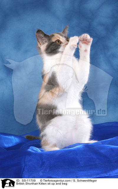 British Shorthair Kitten sit up and beg / SS-11709