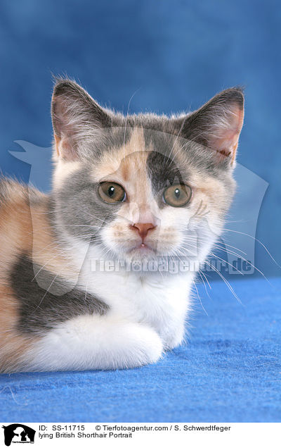 lying British Shorthair Portrait / SS-11715