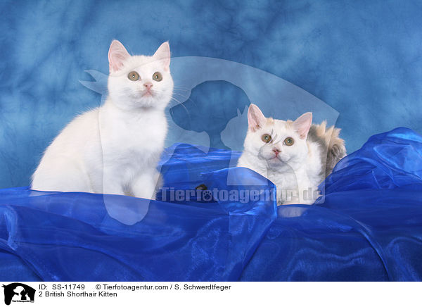 2 British Shorthair Kitten / SS-11749