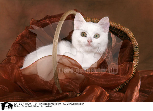 Britisch Kurzhaar Ktzchen im Krbchen / British Shorthair Kitten in basket / SS-11800