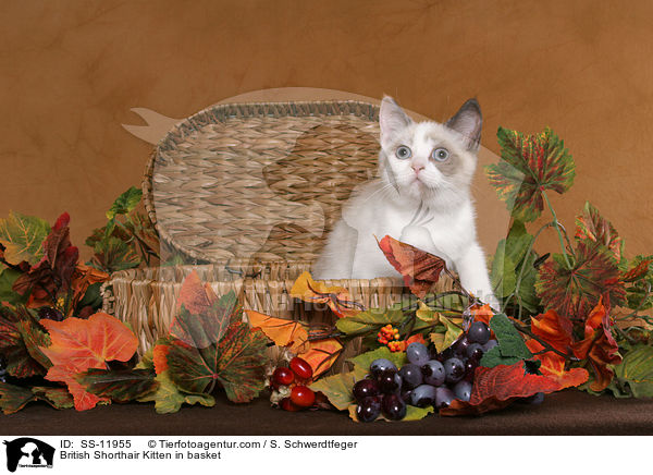 British Shorthair Kitten in basket / SS-11955