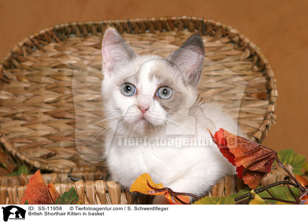 British Shorthair Kitten in basket / SS-11958
