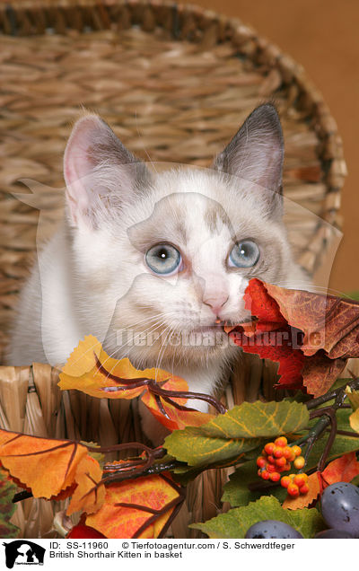 British Shorthair Kitten in basket / SS-11960