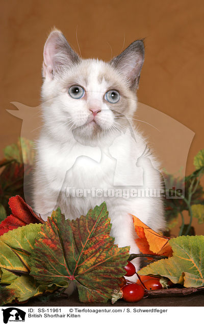 British Shorthair Kitten / SS-11961
