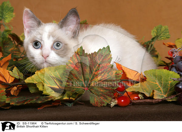 British Shorthair Kitten / SS-11964