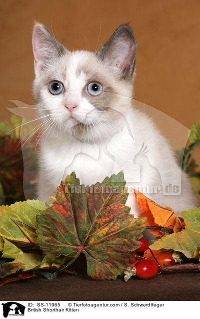 British Shorthair Kitten / SS-11965