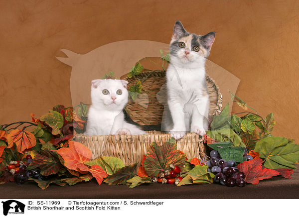British Shorthair and Scottish Fold Kitten / SS-11969