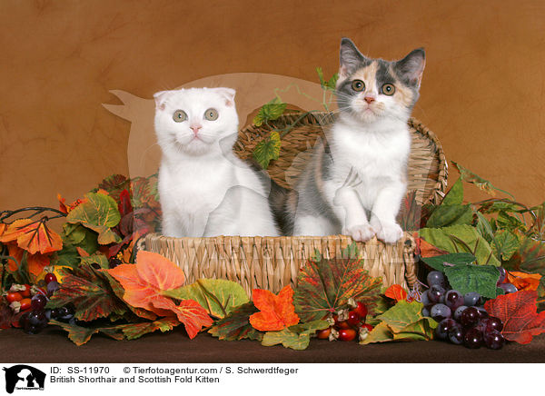 Britisch Kurzhaar und Scottish Fold Ktzchen / British Shorthair and Scottish Fold Kitten / SS-11970