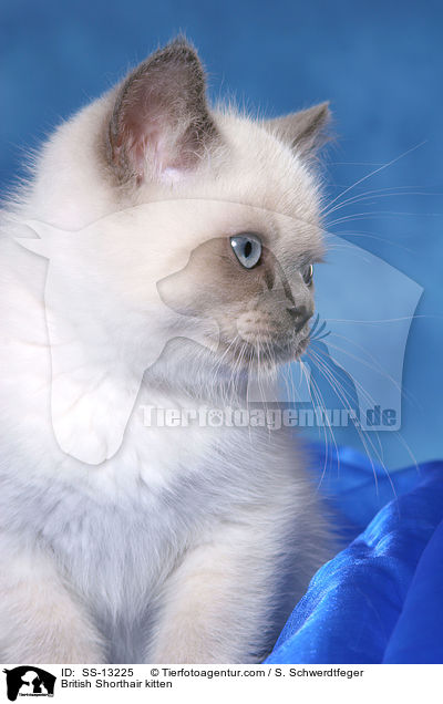 Britisch Kurzhaar Ktzchen / British Shorthair kitten / SS-13225