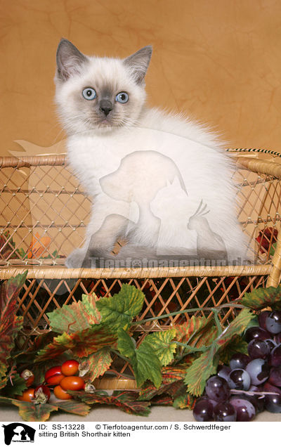 sitting British Shorthair kitten / SS-13228