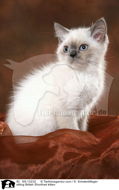 sitzendes Britisch Kurzhaar Ktzchen / sitting British Shorthair kitten / SS-13232