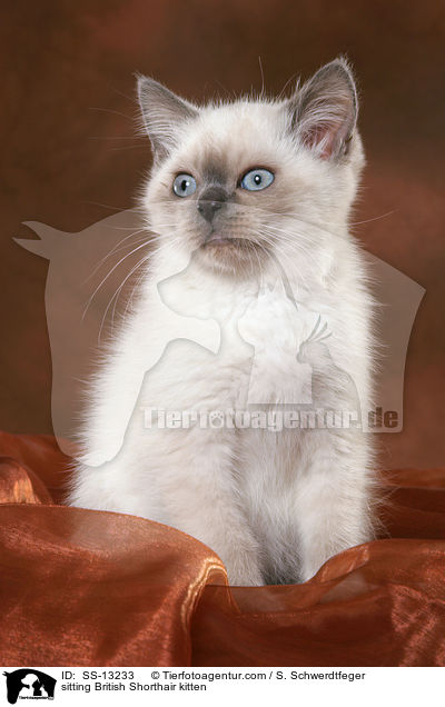 sitzendes Britisch Kurzhaar Ktzchen / sitting British Shorthair kitten / SS-13233