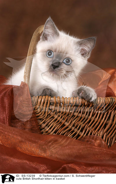 cute British Shorthair kitten in basket / SS-13239