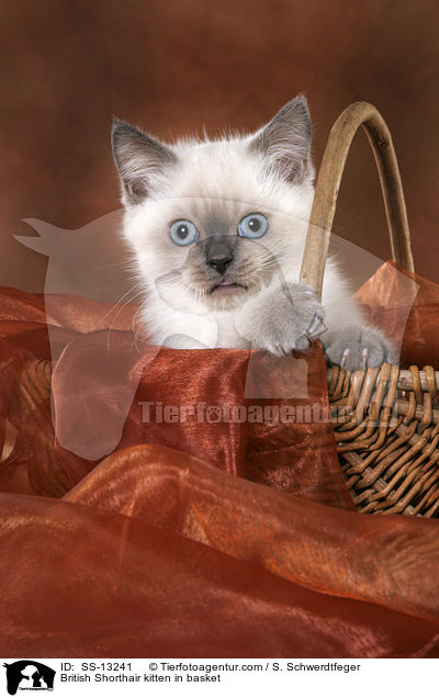 British Shorthair kitten in basket / SS-13241