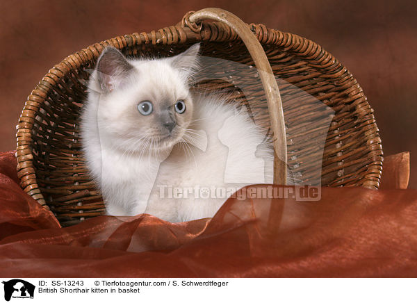 Britisch Kurzhaar Ktzchen im Krbchen / British Shorthair kitten in basket / SS-13243