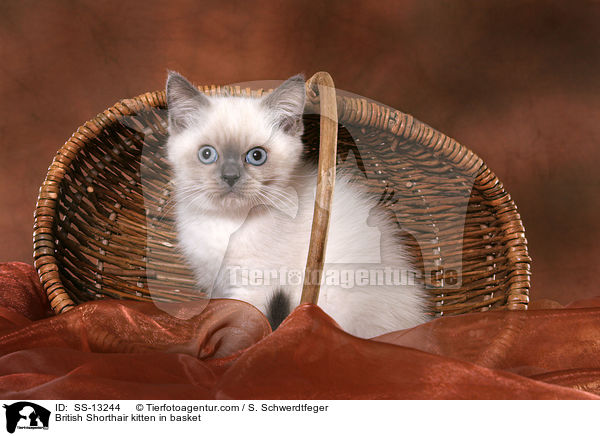 British Shorthair kitten in basket / SS-13244