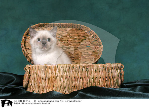 British Shorthair kitten in basket / SS-13245