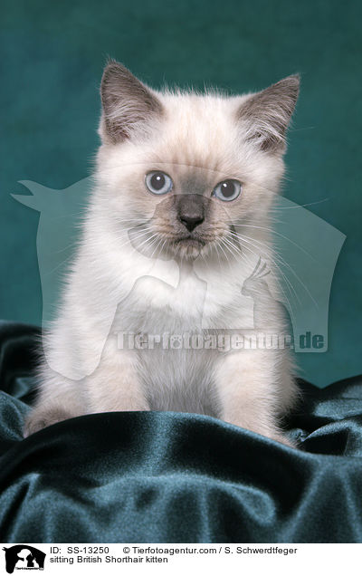 sitzendes Britisch Kurzhaar Ktzchen / sitting British Shorthair kitten / SS-13250