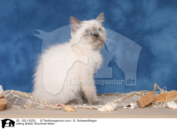 sitting British Shorthair kitten / SS-13252
