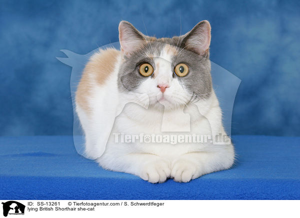 liegende Britisch Kurzhaar Katze / lying British Shorthair she-cat / SS-13261