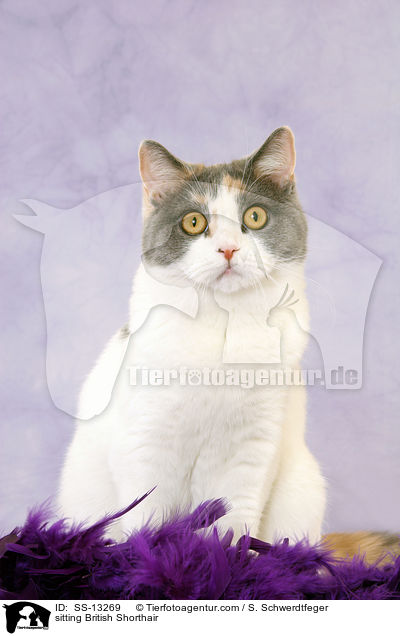sitzende Britisch Kurzhaar / sitting British Shorthair / SS-13269