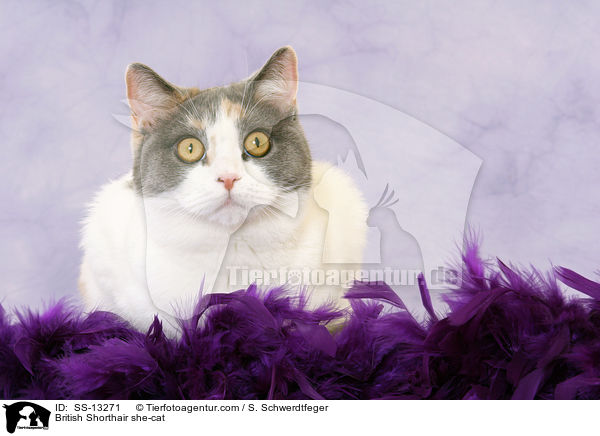 Britisch Kurzhaar Katze / British Shorthair she-cat / SS-13271