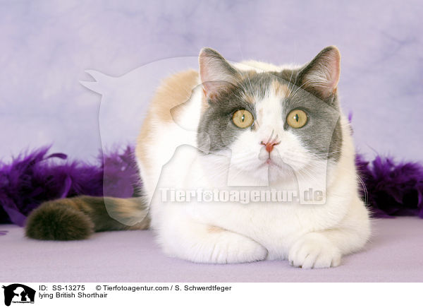 liegende Britisch Kurzhaar / lying British Shorthair / SS-13275