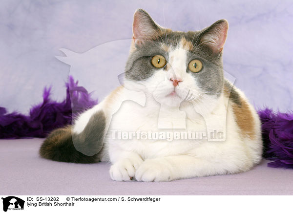 liegende Britisch Kurzhaar / lying British Shorthair / SS-13282