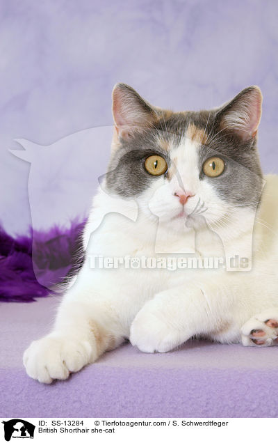 Britisch Kurzhaar Katze / British Shorthair she-cat / SS-13284