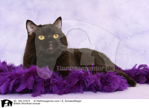 Britisch Kurzhaar Kater / British Shorthair tomcat / SS-13374