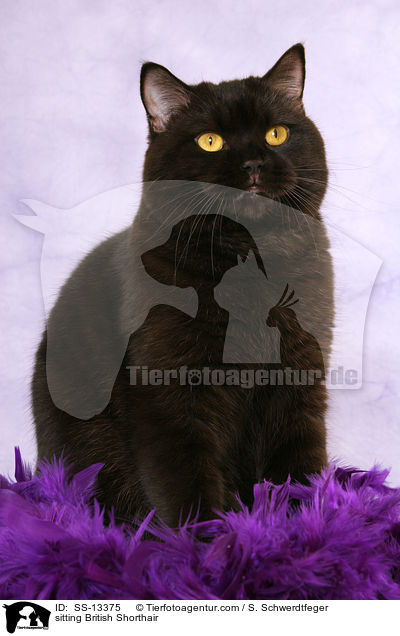 sitzende Britisch Kurzhaar / sitting British Shorthair / SS-13375