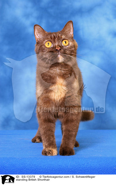 stehende Britisch Kurzhaar / standing British Shorthair / SS-13379