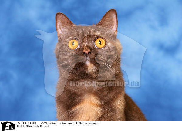 Britisch Kurzhaar Portrait / British Shorthair Portrait / SS-13383