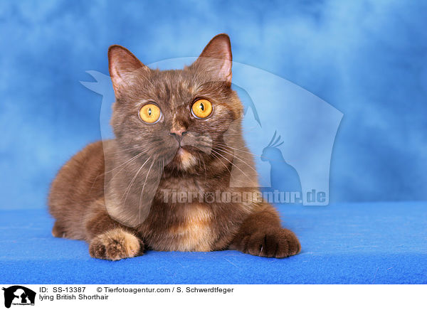 liegende Britisch Kurzhaar / lying British Shorthair / SS-13387