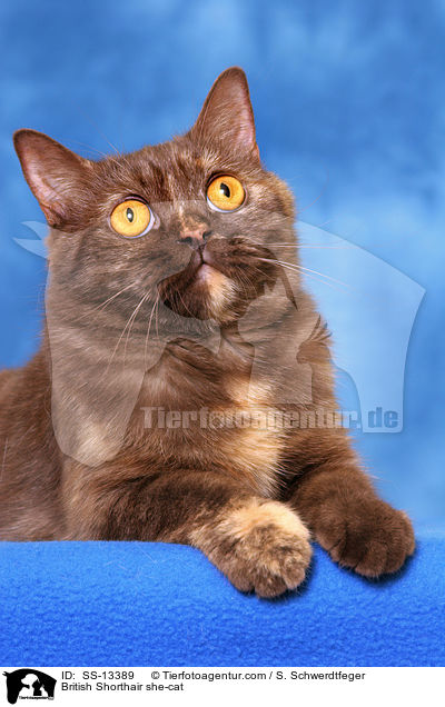 Britisch Kurzhaar Katze / British Shorthair she-cat / SS-13389