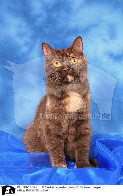 sitzende Britisch Kurzhaar / sitting British Shorthair / SS-13395