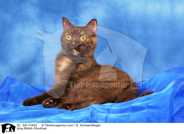 liegende Britisch Kurzhaar / lying British Shorthair / SS-13400