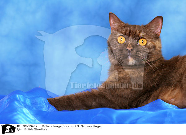 liegende Britisch Kurzhaar / lying British Shorthair / SS-13402