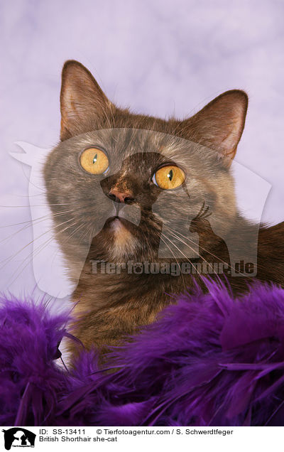 Britisch Kurzhaar Katze / British Shorthair she-cat / SS-13411