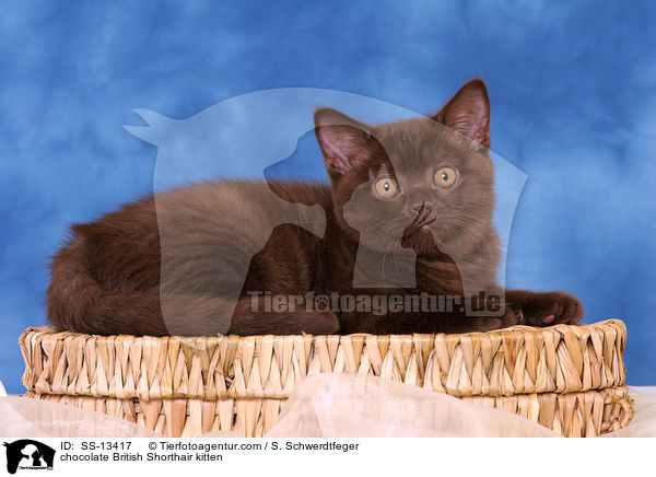 chocolate British Shorthair kitten / SS-13417