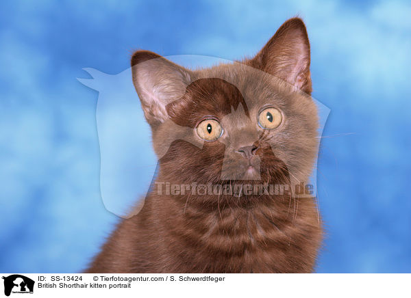 British Shorthair kitten portrait / SS-13424